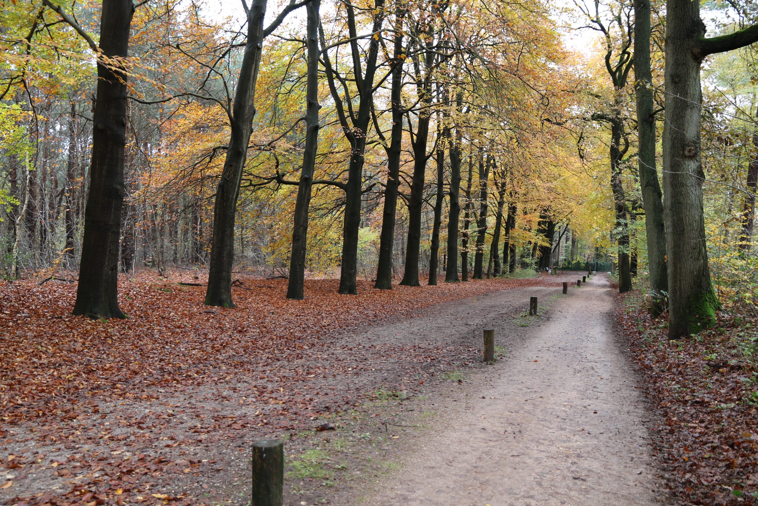 Wandelen