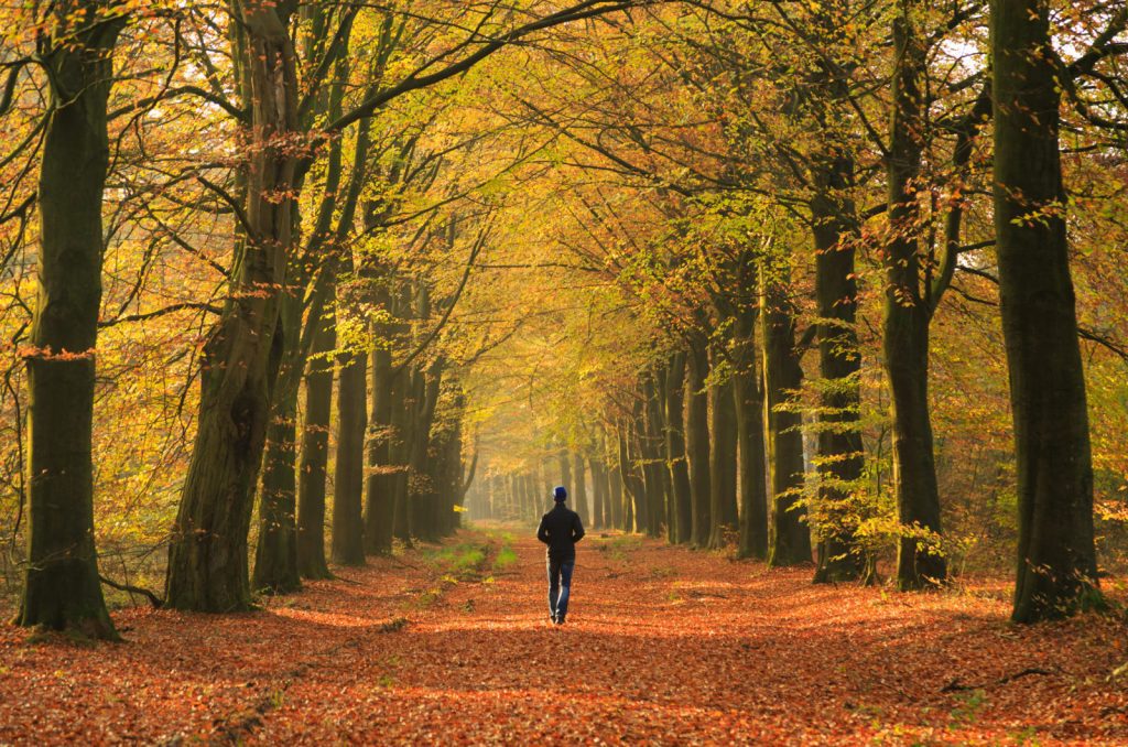 Herfst wandel 4 daagse